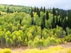 USA-Utah-Logan Canyon Colorful aspens in autumn Art Print